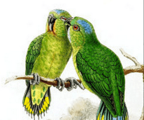 An illustration shows Finsch's Pygmy Parrots perched on a twig